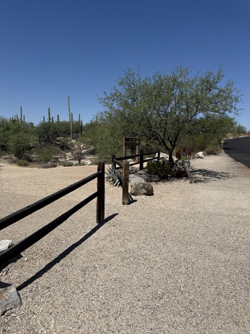 Maintained common-area entrance with boulders, agave and saguaros at La Cebadilla