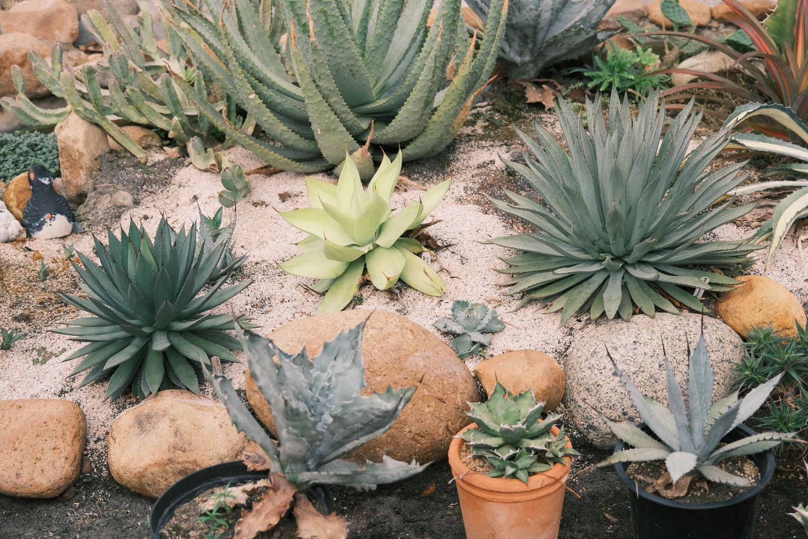 Agave and cactus garden with decorative gravel
