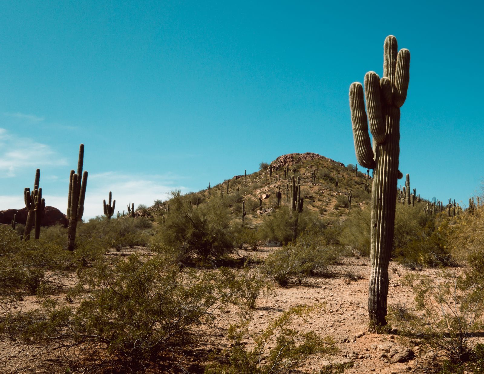 Desert trees and saguaro maintained by McBride Landscaping & Yard Maintenance in Tucson