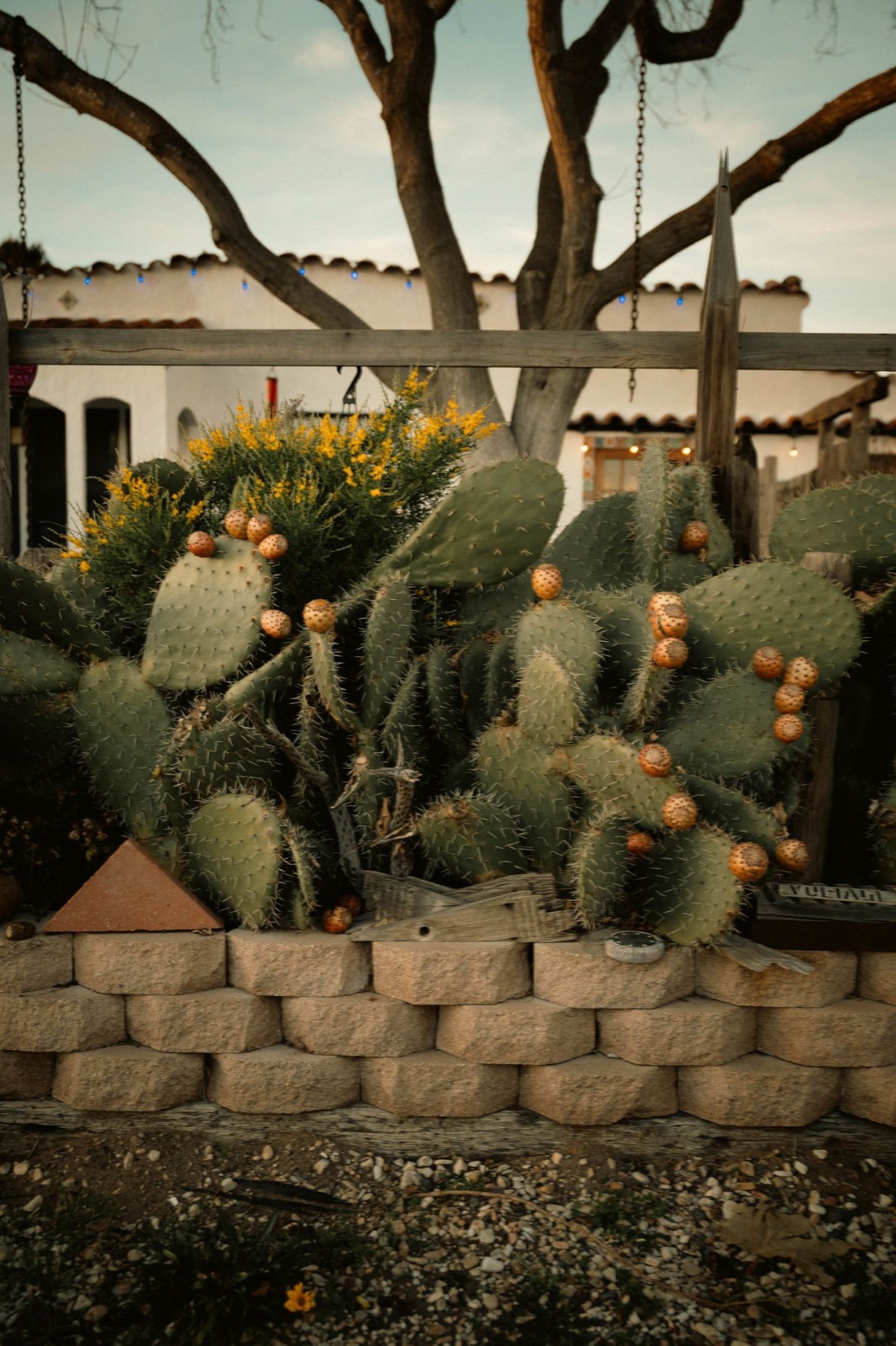 Desert landscape design with saguaro and agave by McBride Landscaping & Yard Maintenance in Tucson