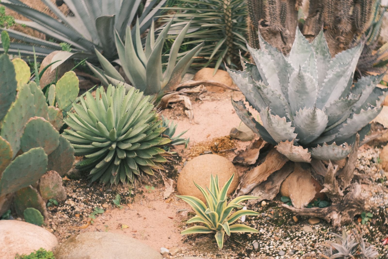 Low-water xeriscape with decorative gravel, agave, and barrel cactus