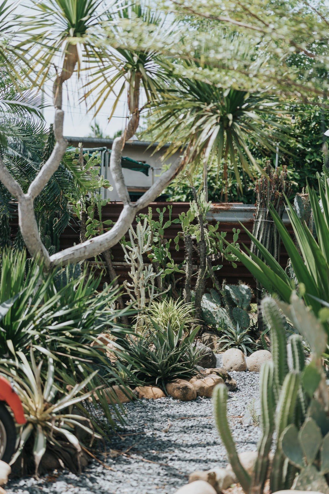 Maintained desert front yard with healthy plantings and clean gravel