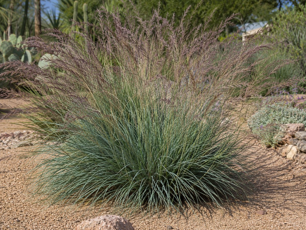 Bull grass (Muhlenbergia emersleyi) growing in Tucson